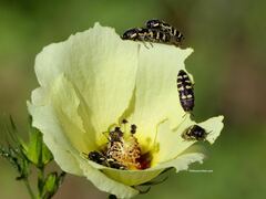 Acmaeodera alicia