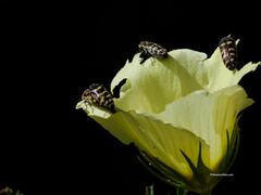 Acmaeodera alicia