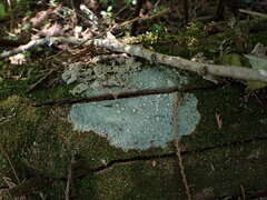 Icmadophila ericetorum