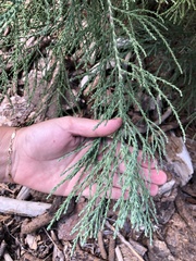 Sequoiadendron giganteum