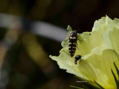 Acmaeodera alicia