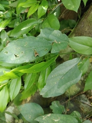 Choreutis