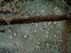 Icmadophila ericetorum