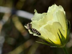 Acmaeodera alicia