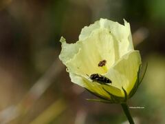 Acmaeodera alicia