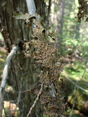 Lobaria pulmonaria