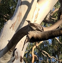 Philemon citreogularis