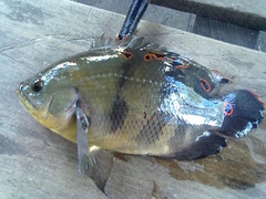 Astronotus ocellatus