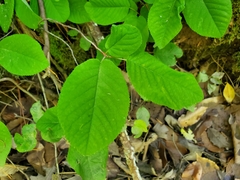 Amelanchier arborea