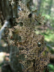 Lobaria pulmonaria