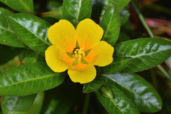 Ludwigia peploides peploides