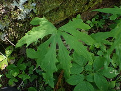 Petasites frigidus palmatus
