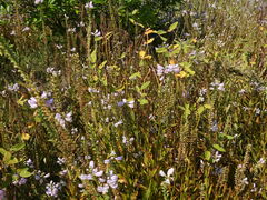 Physostegia virginiana