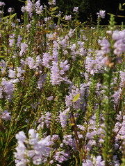 Physostegia virginiana