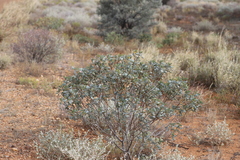 Senna artemisioides alicia