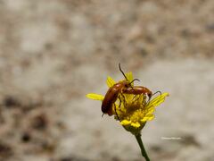 Meloidae