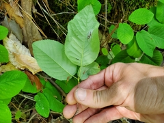 Amelanchier arborea