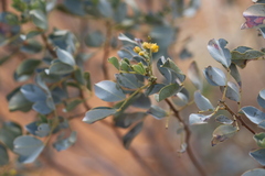 Senna artemisioides alicia