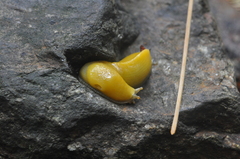 Ariolimax dolichophallus