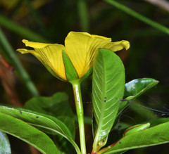 Ludwigia peploides peploides