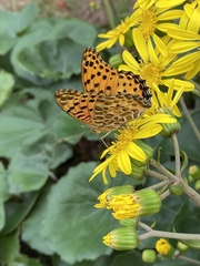 Argynnis hyperbius