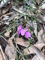 Tetratheca thymifolia