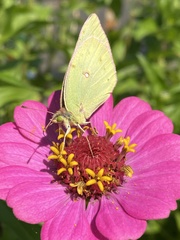 Colias occidentalis