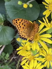 Argynnis hyperbius