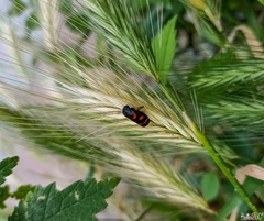 Cercopis intermedia