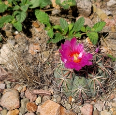 Echinocactus horizonthalonius