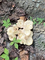 Desarmillaria tabescens
