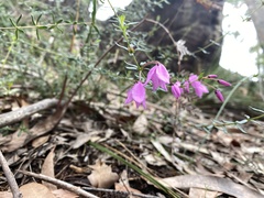 Tetratheca thymifolia
