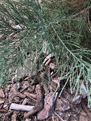 Sequoiadendron giganteum