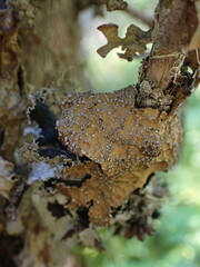 Lobaria anomala