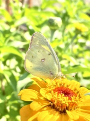 Colias occidentalis