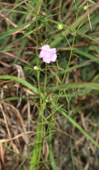 Agalinis gattingeri
