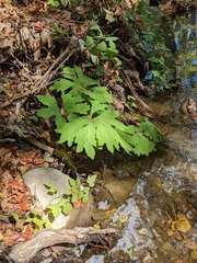 Petasites frigidus palmatus