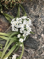 Zephyra compacta