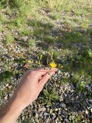 Pilosella piloselloides