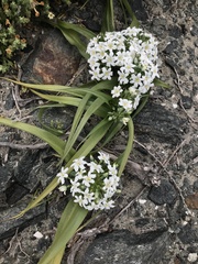Zephyra compacta