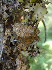 Lobaria anomala