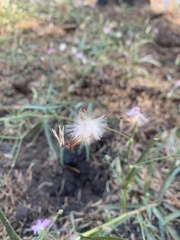 Stephanomeria lactucina