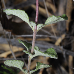 Ageratum tehuacanum