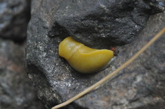 Ariolimax dolichophallus