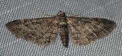 Eupithecia