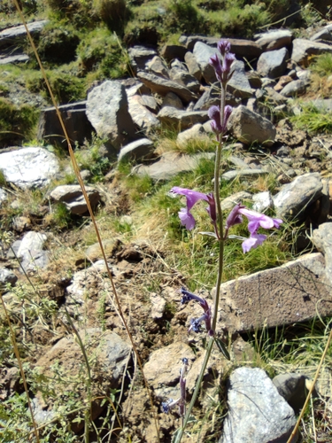 Image of Nepeta nepetella by (c) Santiago Martín-Bravo, some rights reserved (CC BY)
