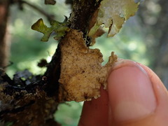 Lobaria anomala