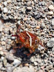 Novomessor albisetosus