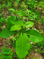 Asclepias variegata