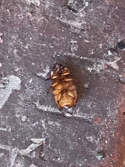 Cyclocephala